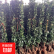 北海道黃楊苗四季常青冬青樹(shù)苗綠籬圍欄籬笆墻庭院大葉黃楊不落葉 北海道大葉黃楊1.2米-1.4米【10棵】包成活 111cm(含)-140cm(含)