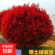 路道別墅紅葉石楠球形大小樹(shù)苗金黃楊女貞冬青四季火焰紅室外庭院 紅葉石楠球冠幅50厘米(毛球) 81cm(含)-110cm(含)