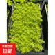 金葉佛甲草盆栽黃金萬(wàn)年草庭院屋頂綠化草皮多年生觀(guān)葉綠地被植物 黃金佛甲草(1盤(pán))50*30cm 含托盤(pán)