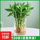迷你富貴竹觀(guān)音竹節節高水培植物盆栽室內客廳桌面辦公室帶根綠植 迷你富貴竹15-20厘米20支+營(yíng)養液（不含盆）