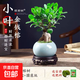 人參榕樹(shù)苗老樁金錢(qián)榕室內四季常青植物書(shū)房桌面中式禪意小盆景 A級精品小榕樹(shù)+淺藍冰釉陶瓷盆+圓底座+苔蘚+液