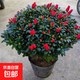 帶花苞杜鵑花盆栽紅粉紫色梅紅西瑪杜鵑四季開(kāi)花室內陽(yáng)臺庭院好養 國旗紅杜鵑冠40-50CM高45左右【開(kāi)花效果好】 帶花苞發(fā)貨【10月-4月】