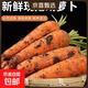 新鮮帶泥胡蘿卜新鮮蔬菜農家水果蘿卜應季新鮮蔬菜紅薯早餐營(yíng)養 胡蘿卜2斤帶箱 200g+/支