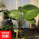 特老樁象耳芋旺綠植土培懶人客廳室內外庭院簡(jiǎn)單觀(guān)賞大型植物 特老樁象耳芋【50-60高】 1棵