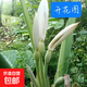 特老樁象耳芋旺綠植土培懶人客廳室內外庭院簡(jiǎn)單觀(guān)賞大型植物 特老樁象耳芋【45-50高】 1棵