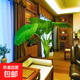 特老樁象耳芋旺綠植土培懶人客廳室內外庭院簡(jiǎn)單觀(guān)賞大型植物 特老樁象耳芋【15-20高】 1棵