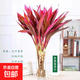 水培一葉蘭綠植室內盆栽四季常青客廳網(wǎng)紅水養植物好養活懶人綠蘿 紫竹70-80cm高10枝【單發(fā)植物】
