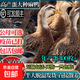 一斤綠頭鴨麻鴨子活苗正宗脫溫麻鴨苗散養綠殼蛋水鴨子高郵綠殼蛋麻鴨苗鴨子活苗半大小鴨子活苗麻鴨活苗水鴨 半斤重 精選麻鴨【1公7母】