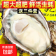 極速發(fā)貨正宗野生生蠔鮮活生蠔牡蠣帶殼海蠣子海鮮水產(chǎn)貝類(lèi)一整箱 8斤精品大生蠔（18-24只/箱）