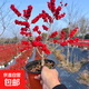 年宵花北美冬青樹(shù)盆栽帶果發(fā)貨年宵花紅果盆景耐寒冬青紅果花卉 年宵花北美冬青（ 家有冬青，十有九富，冬天帶紅果） 8年北美冬青1棵（帶大量果發(fā)貨）高30-40cm