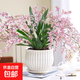 香水文心蘭夢(mèng)香蘭蝴蝶蘭室內桌面盆栽濃香型四季好養綠植花卉盆栽 粉色文心蘭+白色豎紋陶瓷盆