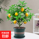 香水檸檬樹(shù)苗老樁可食用可結果室內客廳盆栽綠植花卉易養護陶瓷 香水檸檬（180#綠色加侖盆）