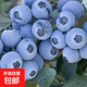 藍莓樹(shù)果苗藍莓苗帶原土發(fā)貨盆栽地栽果苗帶大果南北方種植苗果樹(shù) 奧尼爾藍莓6年苗（買(mǎi)2贈1）