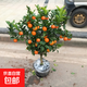 沙糖桔樹(shù)苗南方北方種植橘子樹(shù)苗柑桔果樹(shù)果苗嫁接砂糖地栽盆栽 4年精選苗（買(mǎi)2贈1）