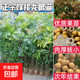 龍眼樹(shù)苗 南方原產(chǎn)地直供 果大肉厚 耐活易管理 家庭種植水果苗 石峽龍眼 高40～70cm 樹(shù)經(jīng)1～1.5cm