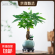 【發(fā)財樹(shù)盆栽】室內客廳禪意招財樹(shù)盆景辦公桌面好養四季綠植物 辮子發(fā)財樹(shù)-圓肚盆-密胺托-熊貓 帶盆栽好