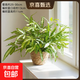 阿波線(xiàn)蕨火焰鳥(niǎo)巢蕨銀線(xiàn)蕨植物蕨類(lèi)觀(guān)賞四季常青好養綠植盆栽室內 阿波線(xiàn)蕨+草編籃子 無(wú)規格