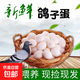 鴿子蛋新鮮30枚包郵新鮮信鴿白鴿蛋土鴿五谷雜糧喂養超市生鮮京東 10枚雜糧鴿子蛋