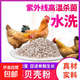 貝殼粉飼料 牡蠣粉貝殼飼料 雞鴨用補鈣鴿子貝殼家畜通用貝殼飼料 2斤裝貝殼粉（2-5mm）