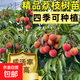 荔枝苗 嫁接優(yōu)質(zhì)苗 當年結果 庭院盆栽地栽果樹(shù)苗 果大核小 無(wú)核荔枝 高50～90cm 樹(shù)經(jīng)1～1.5cm