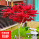 日本紅楓樹(shù)苗四季紅舞姬室外中國紅楓樹(shù)庭院別墅花園綠化植物樹(shù)苗 5公分粗（品種備注）