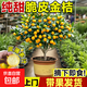 脆皮金桔樹(shù)樹(shù)苗帶果發(fā)貨金橘樹(shù)樹(shù)苗桔子苗可食用橘子苗四季脆皮 強烈推薦【精品】脆皮金桔5年苗（帶果發(fā)貨）