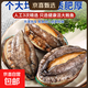 鮮凍鮑魚(yú)500g鮮活冷凍鮑魚(yú)去殼鮑魚(yú)海鮮水產(chǎn)非即食鮑魚(yú) 精品帶殼鮑魚(yú)500g【8-10只/斤】
