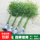 竹子樹(shù)苗紫竹盆栽黃金竹綠化景觀(guān)竹苗四季常青竹樹(shù)苗北方耐寒植物 青竹苗【帶土包活】 0.5厘米粗5顆【1.2米高】