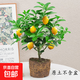 香水檸檬樹(shù)苗老樁可食用可結果室內客廳盆栽綠植花卉易養護陶瓷 香水檸檬（原土無(wú)盆）