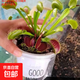 捕蠅草盆栽豬籠草食蟲(chóng)植物夏季驅蚊食蟲(chóng)捕蟲(chóng)室內趣味綠植 超大夾子3厘米 贈吸水盆栽好發(fā)貨