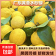 廣東香水黃檸檬包郵新鮮水果檸檬精選皮薄奶茶店專(zhuān)用整箱 現貨 黃香水檸檬6粒裝  單果70g+