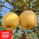 正宗煙臺奶油富士蘋(píng)果脆甜多汁 新果下樹(shù)60-90mm 嘗鮮2粒小果