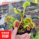 食蟲(chóng)植物捕蠅草豬籠草食蟲(chóng)草捕蚊吃蚊驅蚊 巨夾夾子0.5-1厘米帶黑盆 帶盆