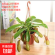 捕蠅草盆栽豬籠草食蟲(chóng)植物夏季驅蚊食蟲(chóng)捕蟲(chóng)室內趣味綠植 大號豬籠草8-12個(gè)籠 贈吸水盆栽好發(fā)貨