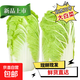 【東東買(mǎi)菜】新鮮現摘大白菜北京三號冬儲菜火鍋菜真便宜蔬菜 新鮮大白菜9~10斤