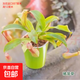 捕蠅草盆栽豬籠草食蟲(chóng)植物夏季驅蚊食蟲(chóng)捕蟲(chóng)室內趣味綠植 豬籠草 贈吸水盆栽好發(fā)貨