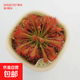 捕蠅草盆栽豬籠草食蟲(chóng)植物夏季驅蚊食蟲(chóng)捕蟲(chóng)室內趣味綠植 洛芙麗茅膏菜 贈吸水盆栽好發(fā)貨