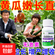 黃瓜拉直增綠專(zhuān)用肥料水溶肥蔬菜黃瓜拉長(cháng)拉直增粗膨大增綠素 15瓶【黃瓜嫩 長(cháng) 直】水溶肥