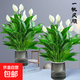 一帆風(fēng)順年宵花卉綠植物盆栽水培白掌室內客廳擺放耐寒冷凈化空氣 【特惠】2盆裝帶花苞+灰繁星盆+肥料