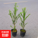 南方紅豆杉樹(shù)苗地栽景凈化空氣大型庭院植物正曼迪亞紅豆杉苗盆景 【南方紅豆杉】營(yíng)養缽苗 高50-60 不含盆