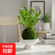 火焰鳥(niǎo)巢蕨苔蘚球蕨類(lèi)植物苔玉水培室內花卉耐陰植物好養綠植盆栽 火焰鳥(niǎo)巢蕨苔蘚球+白細沙圓口盆 帶盆栽好