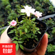 姬月季日本姬乙女姬超微薔微迷你盆景庭院室內陽(yáng)臺面盆栽花卉 5-8cm小苗2盆【帶花苞】 帶盆栽好