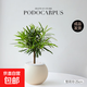 小型羅漢松盆景辦公室桌面擺件綠植室內客廳懶人好養植物凈化空氣 單桿羅漢松（球形懶人吸水盆）+鋪面沙 帶盆栽好
