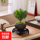 黃楊盆景老樁桌面植物室內外茶幾綠植小盆栽庭院造型樹(shù)苗四季常青 黃楊+舍得陶瓷盆+青苔+四方底座 帶盆栽好