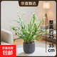 白月光鳥(niǎo)巢蕨盆栽綠植植物觀(guān)葉室內凈化蕨類(lèi)植物空氣好養 白月光鳥(niǎo)巢蕨配黑色隕石陶瓷盆 無(wú)規格