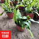 小葉曇花盆栽帶花苞鮮花花卉植物陽(yáng)臺室內花苗好養活四季耐陰綠植 大葉曇花130#盆約20cm長(cháng) 帶盆栽好