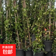 風(fēng)車(chē)茉莉爬藤植物垂絲絡(luò )石藤四季開(kāi)花苗室內陽(yáng)臺常青綠植花卉盆栽 白色風(fēng)車(chē)茉莉60-80cm高