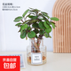 金錢(qián)兜水培福祿桐室內易養招財綠植四季常青辦公室工位懶人小盆栽 金錢(qián)兜3株+迷你瓶