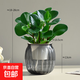 鏡綠碧玉綠植小盆栽辦公室內桌面裝飾綠化四季好養耐陰植物工位 碧玉+南瓜吸水盆灰 帶盆栽好