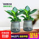 特價(jià)大葉金鉆綠公主盆栽植物除甲醛綠植辦公室四季常青室內擺放2 【拍一發(fā)二】金鉆+灰繁星吸水盆 含盆高度15-20厘米